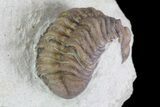 Bargain, Paciphacops Trilobite - Oklahoma #68626-2